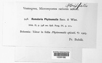 Ramularia phyteumatis image